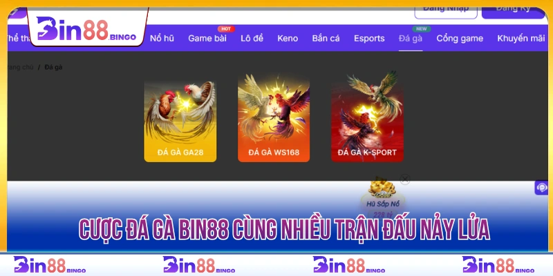Cược đá gà BIN88 cùng nhiều trận đấu nảy lửa 